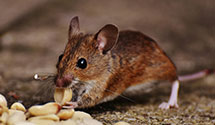 24 Hour & Emergency Exterminators in Plunketts Crk, PA